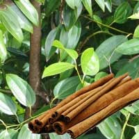 Manfaat Kegunaan Kayu Manis Untuk Berbagai Penyakit,tanaman kayu manis,batang kayu manis
