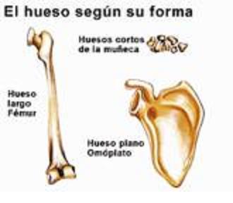 Es classifiquen en