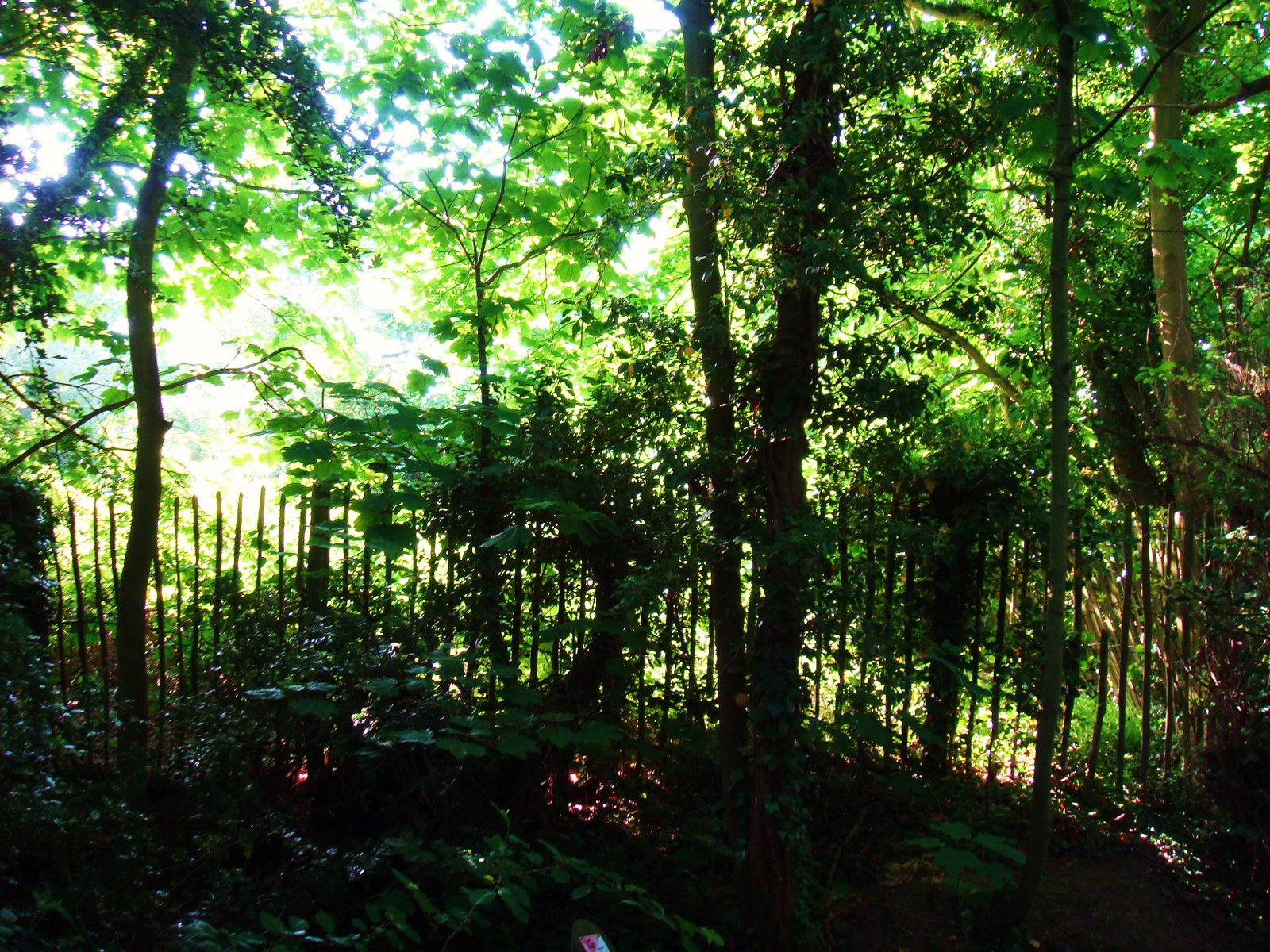 [DSC02615.JPG]