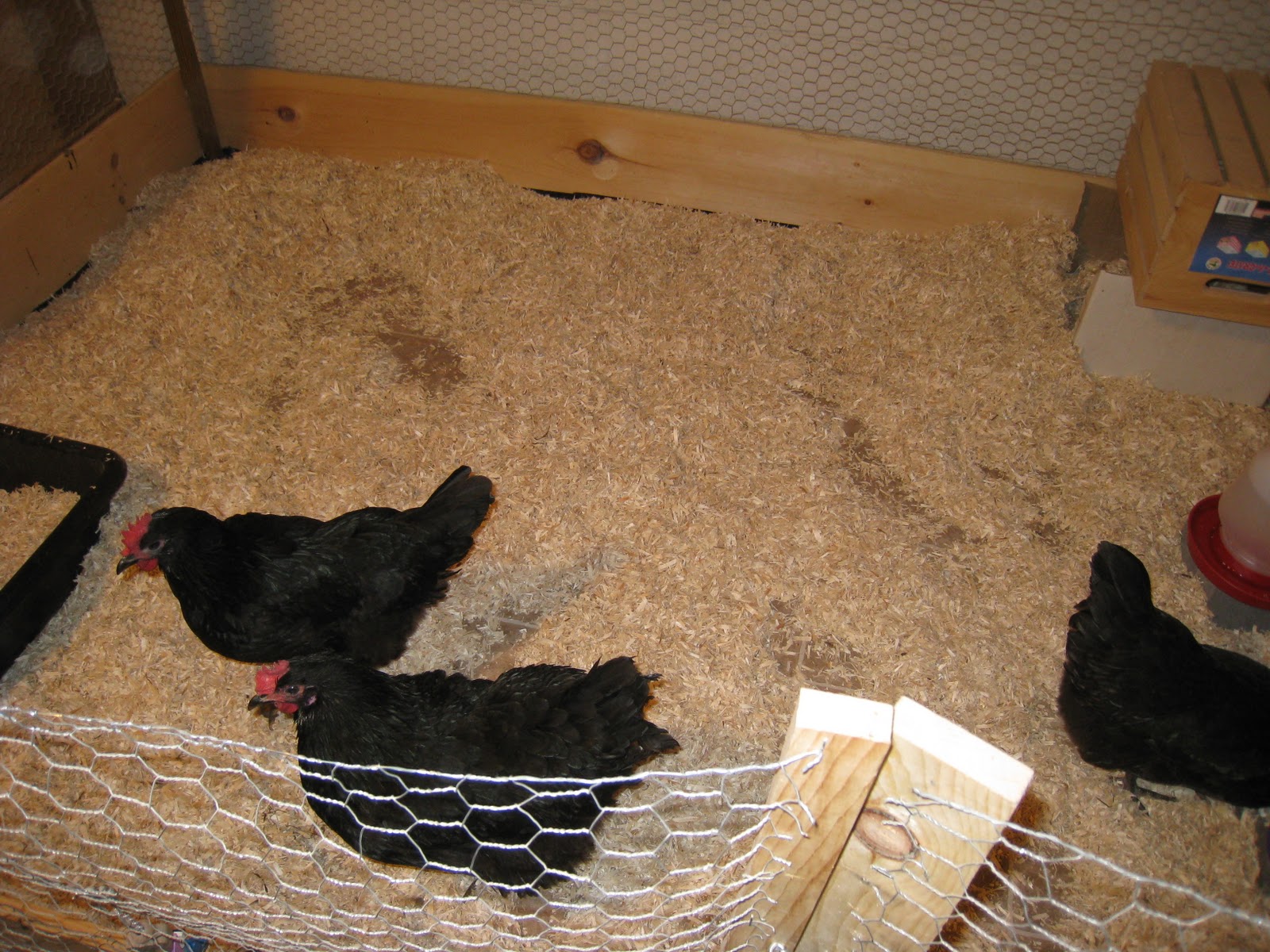 Clandestine Chickens Cleaning the Chicken Coop/Does it smell?