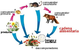 Cadenas Alimentarias Interacciones De Los Seres Vivos