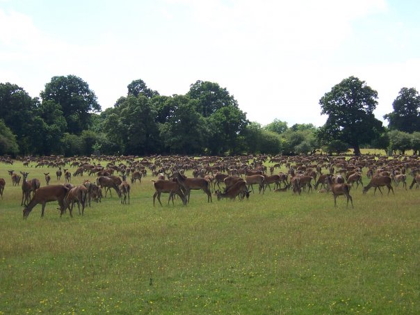 [Windsor+Aug+08.jpg]