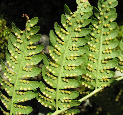 Fern Sori