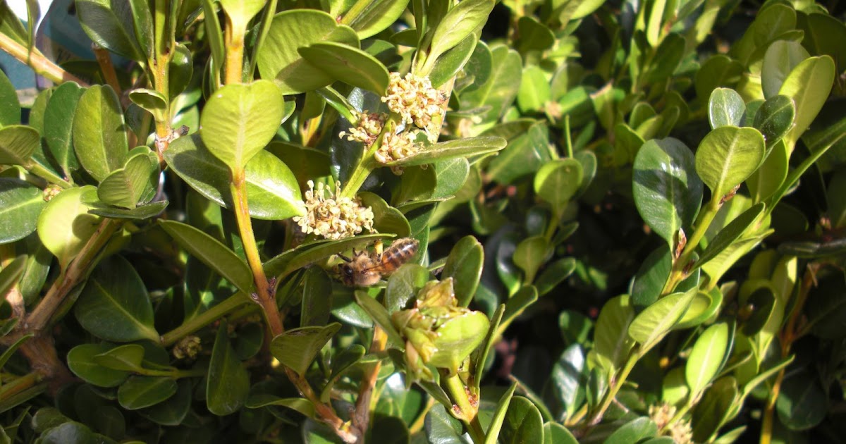 Backyard Bee Hive Blog Honey on Boxwood