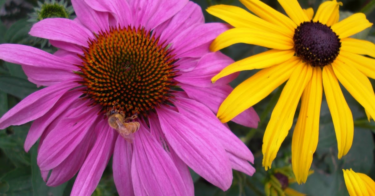 Backyard Bee Hive Blog Echinacea 'Magnus'