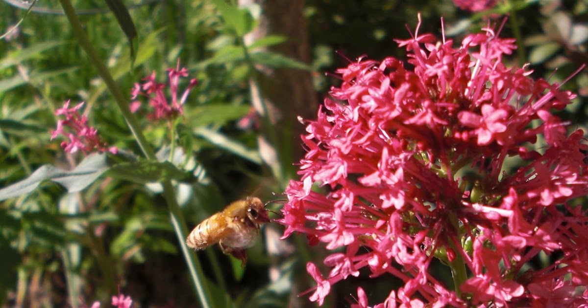 Backyard Bee Hive Blog Red Valerian