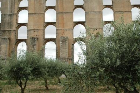 [olea.jpg]