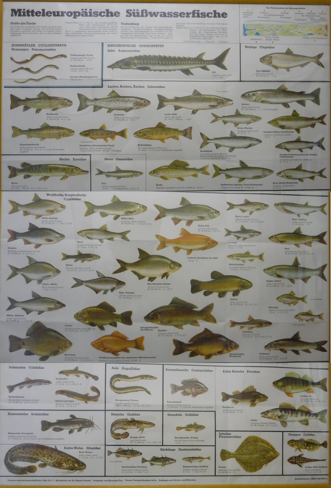 Fish Names