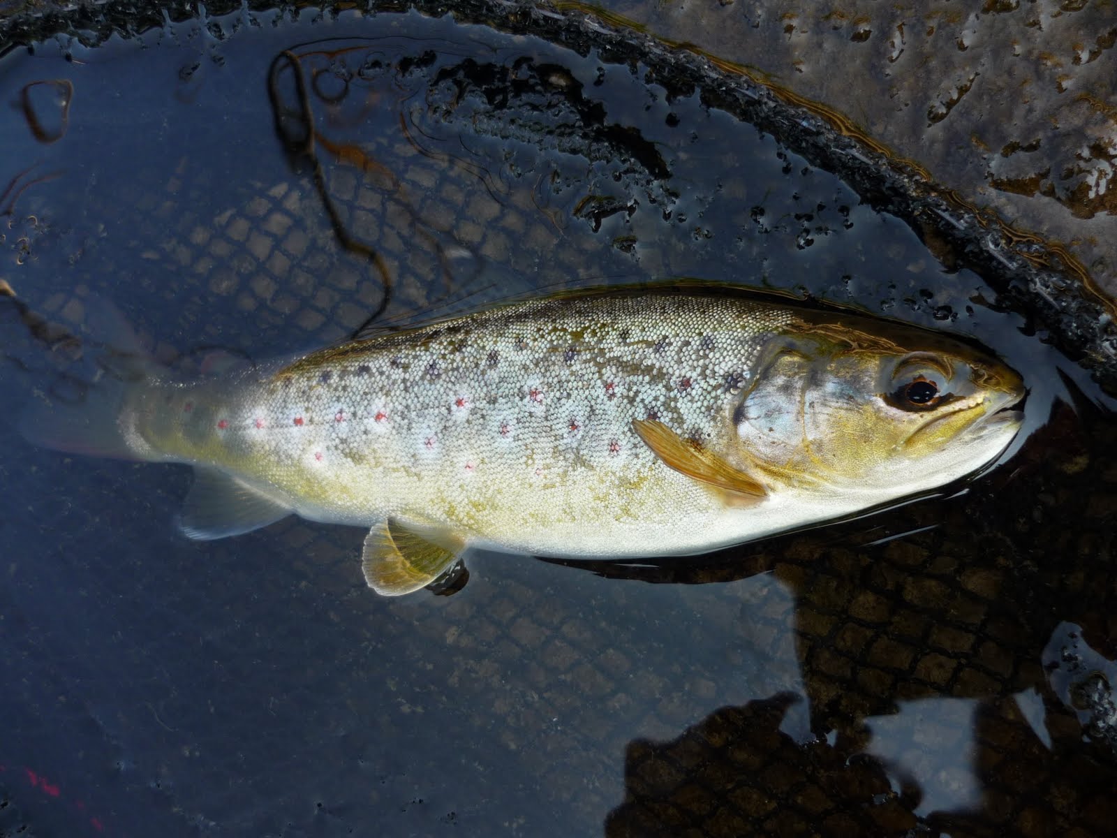 Peter's FlyFishing Adventures Fly Fishing in Germany, Part 8 (The