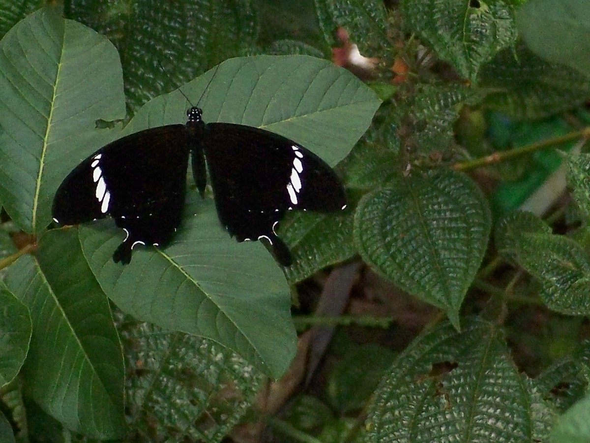 papilio.sp