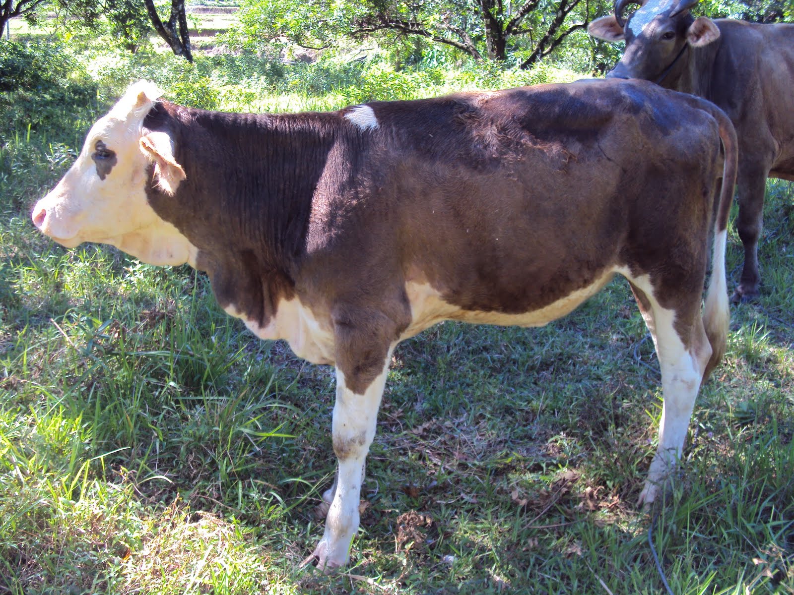 Area Peternakan: Investor Sapi Pertama