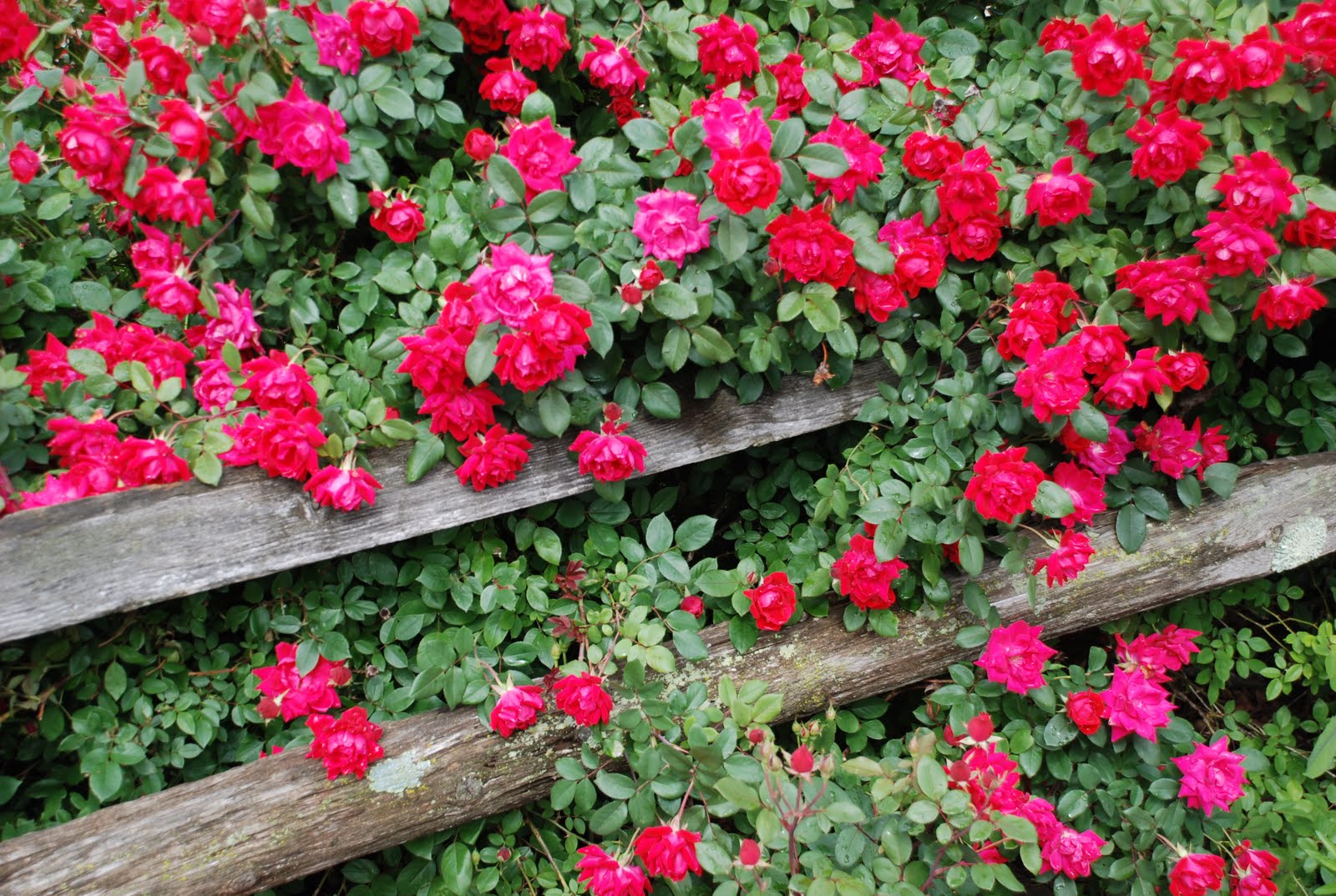 Valley View Farms PLANT OF THE WEEK Knock Out Roses