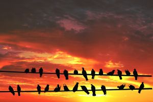 [1110510_birds_on_wire_against_sunset.jpg]