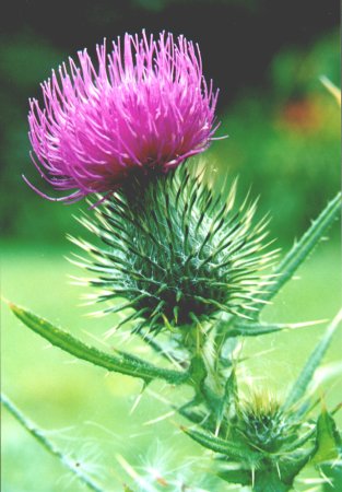 Thistle Beads