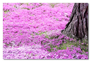 صور زهرة الساكورا ( أزهار الكرز ) .. Pink+Gardens,+Shiba+Sakura,+Japan+%2811%29
