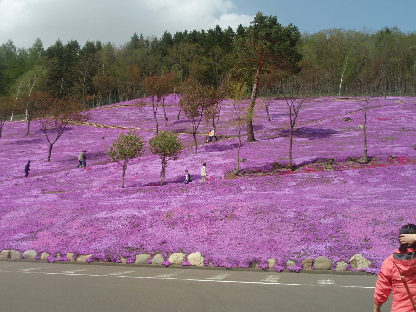 اجمل حدائق الورد والازهار الطبيعية سبحان الخالق  Pink+Gardens,+Shiba+Sakura,+Japan+%2816%29