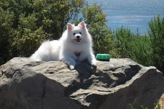 American Eskimo