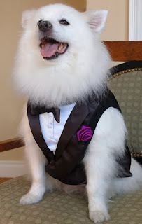 American Eskimo