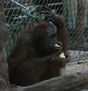 Orangutan