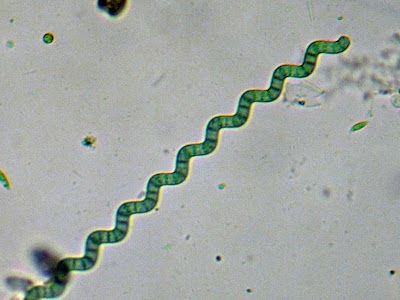 alga spirulina 