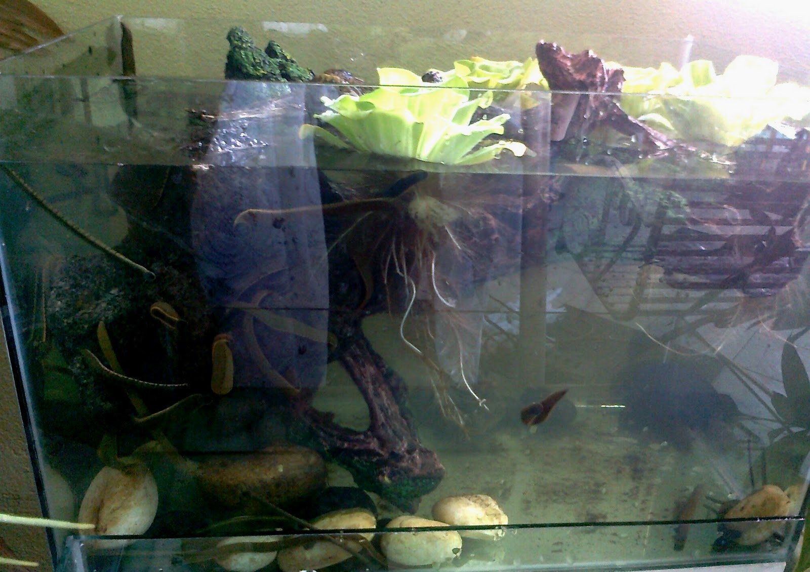 letting the mind energy flows.. LEECH AQUARIUM