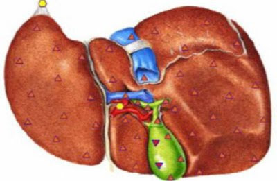 Liver Disease Symptoms