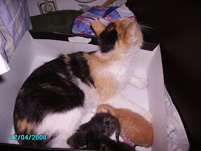 KEDC4B0C4B0C4B0C4B0C4B02B001