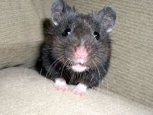 Black Bear Hamster Black Bear Hamster