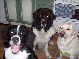 Leo, Jack, Malte och Bruno