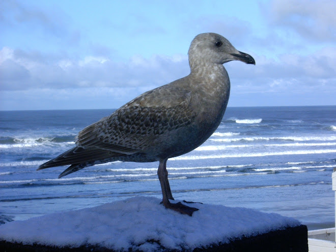 Seagulls love the snow!