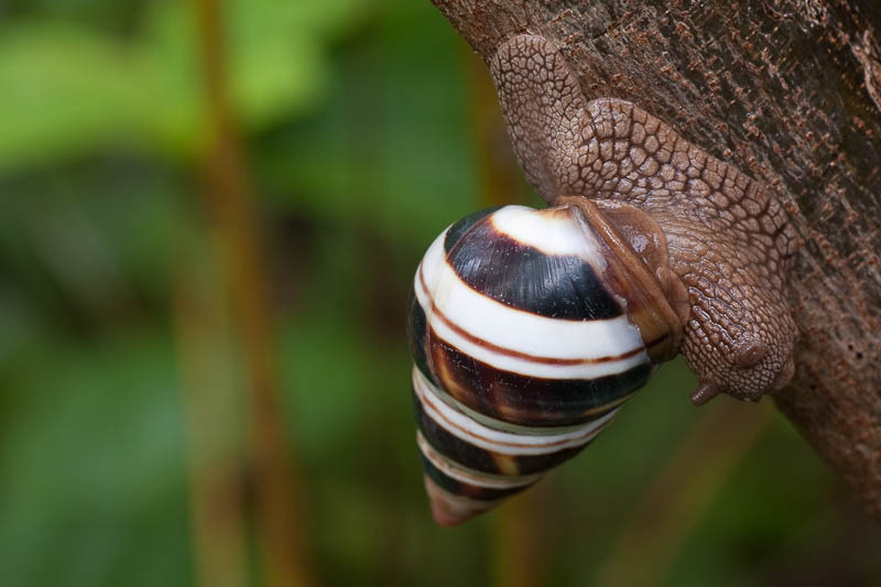 juanKaphotos Florida Tree Snails ( Liguus fasciatus )