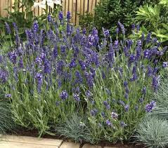 Proven Winners Colorchoice Plant Of The Week Plant Of The Week