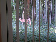 Deer Outside Our Bedroom Window