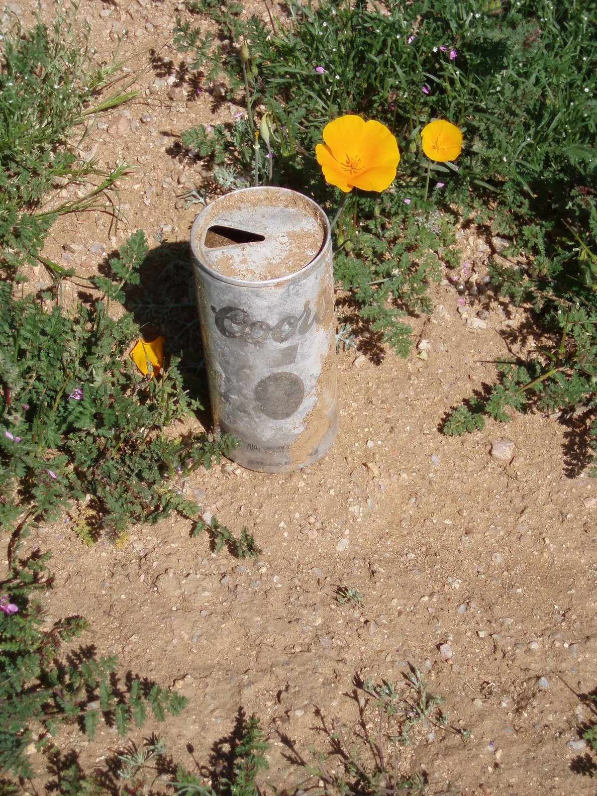 [Flower+Can.JPG]