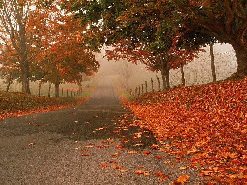 [Autumn+Leaves+Falling-716292.jpg]