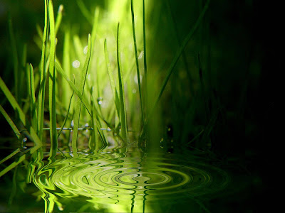 vista wallpaper. Vista Wallpaper Grass Ripples