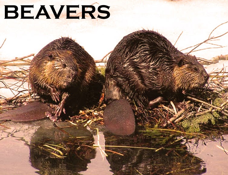 Beaver Pictures Facts about Beavers beaver story
