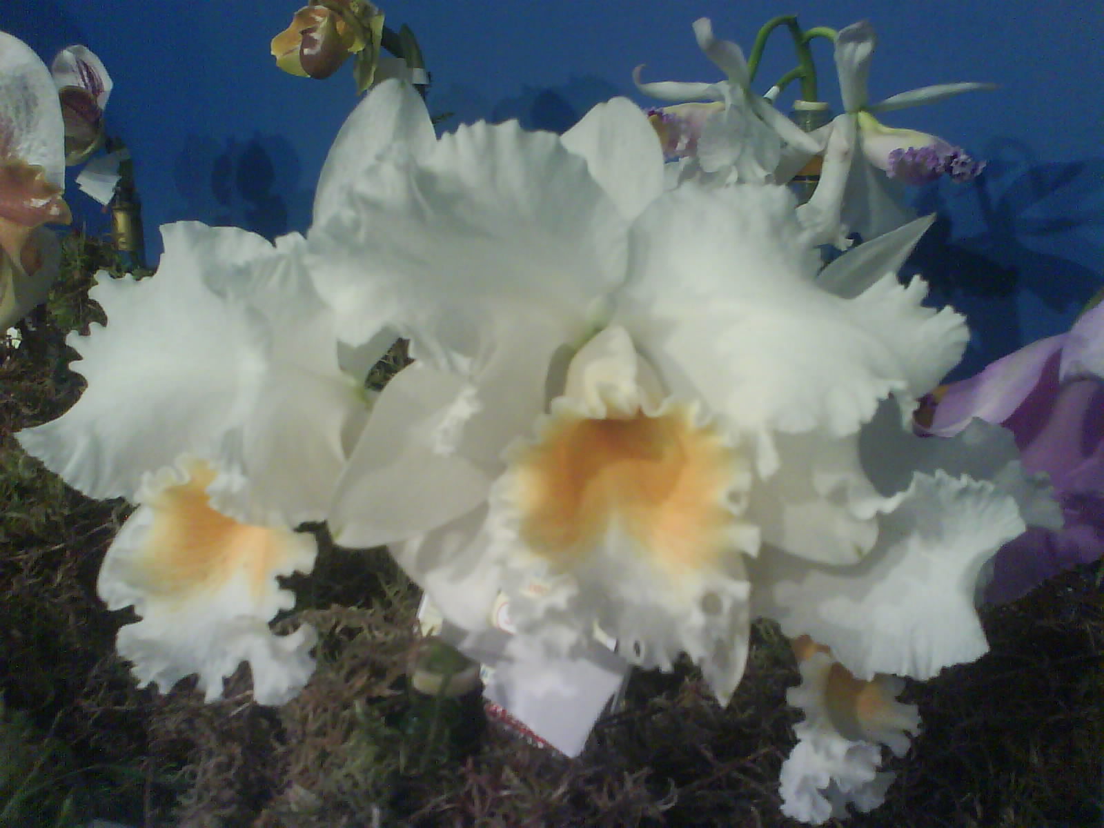 [DSC02722.JPG]