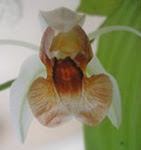 Coelogyne Celebensis