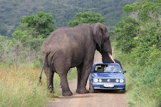Kwaito and tourists in Hluhluwe