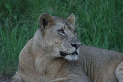 lioness