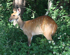 Bush buck