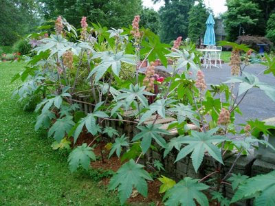 The cannas made a nice