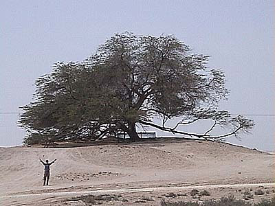 Life In Saudi