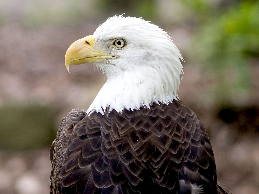 animals wallpapers animals wallpapers