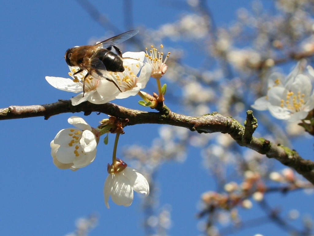 [Animals_Insects_Bee_on_Spring_005537_.jpg]