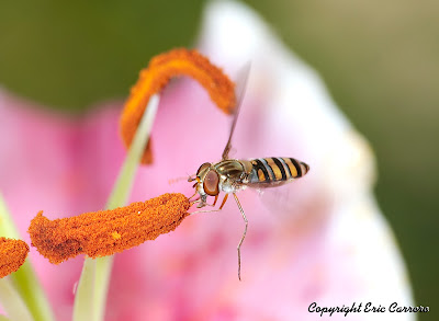 Honey bee collecting honey
