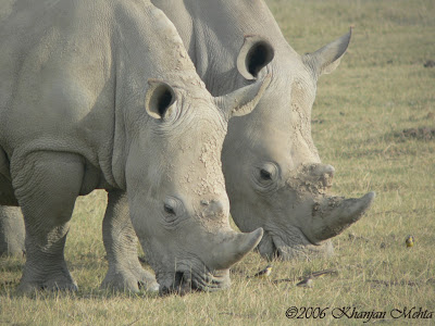 White Rhinos, best of Kenya