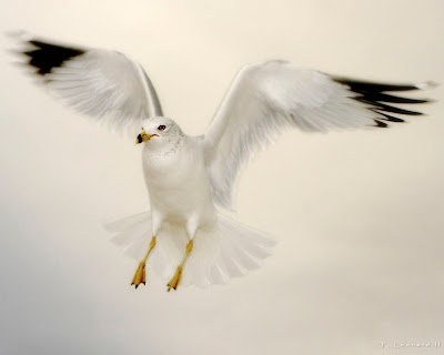 Seagull against an over cast sky, 
