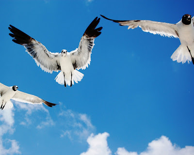 A flock of seagulls,